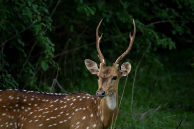 Portrait of deer on field