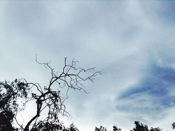 Low angle view of silhouette tree against sky