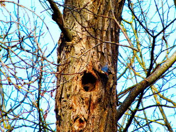 Low angle view of bare tree against blue sky