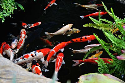 View of koi fish in water