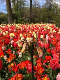 Tulips blooming in park