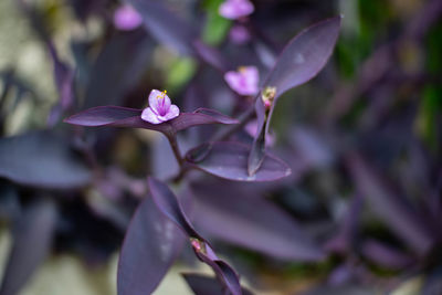 Close-up of purple flowering plant