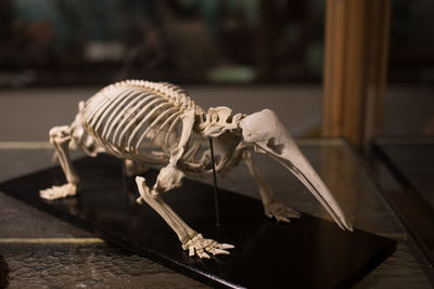 Close-up of human skull on the table