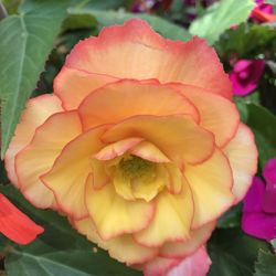 Close-up of pink rose blooming outdoors