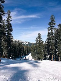 Trees on snow covered landscape