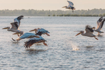Seagulls flying over lake