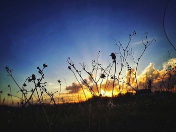 Silhouette plants on field against sky during sunset