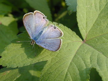 Close-up of butterfly on leaf