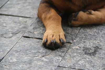 High angle view of dog lying on floor