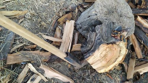 High angle view of tree trunk on field