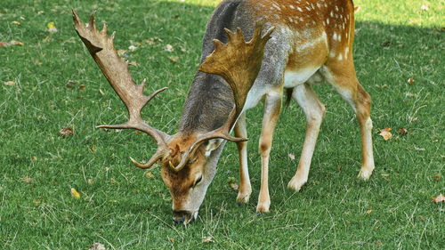 View of deer grazing on field