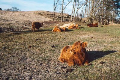 Cows in a field