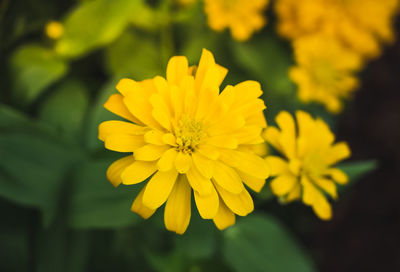 Close-up of yellow flowering plant