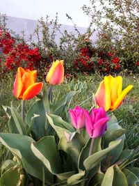 Close-up of flowers blooming outdoors