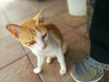 High angle view of kitten sitting