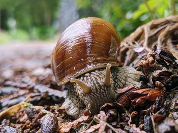 Close-up of snail on tree