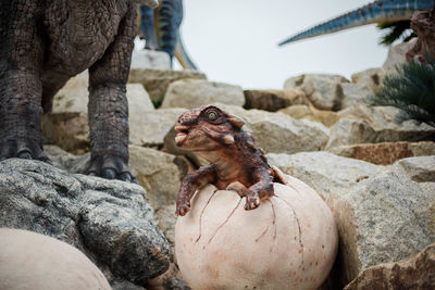 Portrait of monkey on rock at zoo