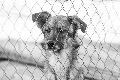 Portrait of dog seen through chainlink fence