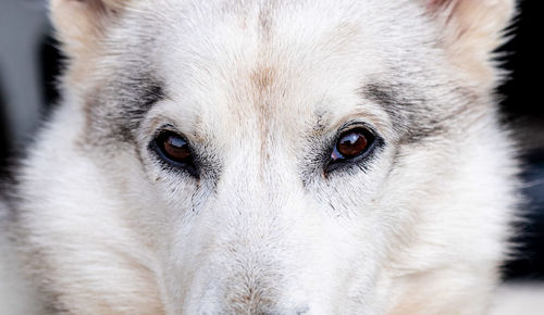 Close up portraiture of an alaskan husky dog