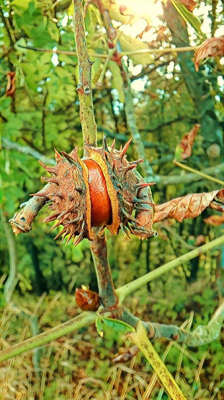 CLOSE-UP OF BLACKBERRIES ON TREE