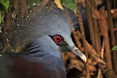 Headshot of a victoria crowned pigeon, taken in chiang mai zoo, thailand