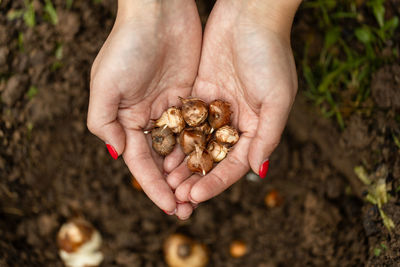 Close-up of hand holding plant