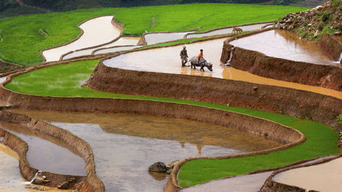 Terrace rice field