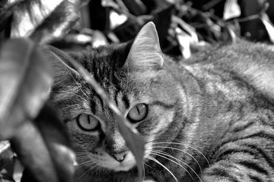 Close-up portrait of tabby cat outdoors