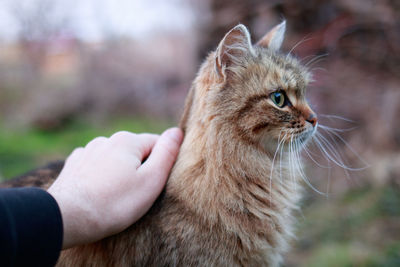 Close-up of hand holding cat