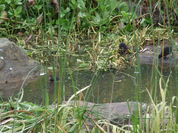 Plants growing in water