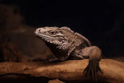 Close-up of a lizard