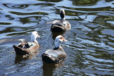 High angle view of swans swimming on lake