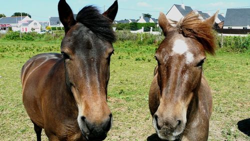 Horses standing on field against sky