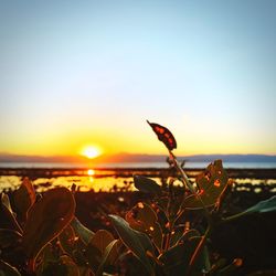 Close-up of plants against sky during sunset
