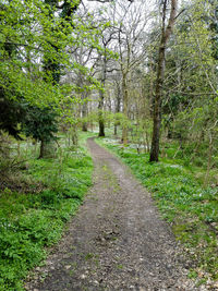 Road amidst trees in forest