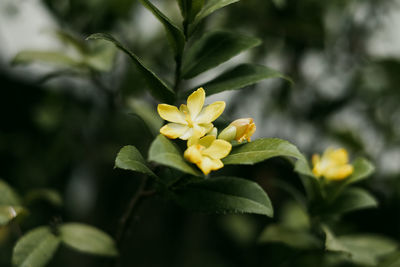 Close-up of yellow flowering plant