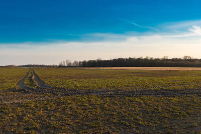 Scenic view of field against sky