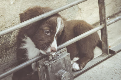 Close-up of puppy