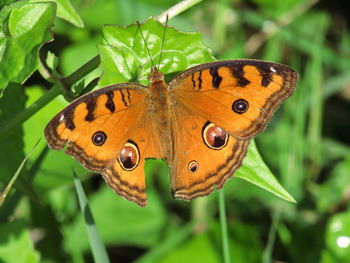 Close-up of butterfly pollinating on leaves