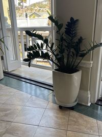 Potted plants on table at home