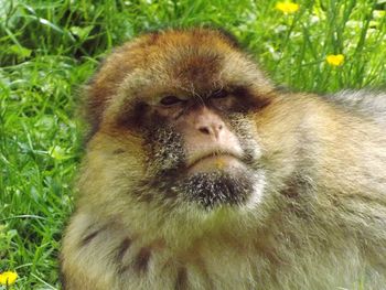 Portrait of a monkey