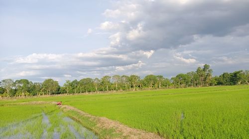 Scenic view of agricultural field against sky