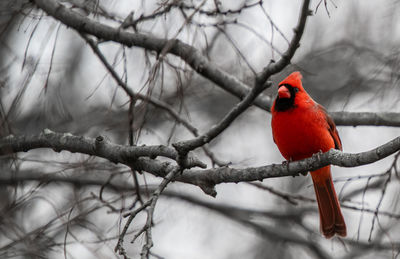 Bird perching on branch