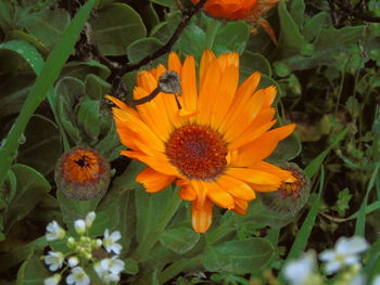 Close-up of orange flowers blooming outdoors