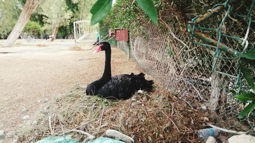 View of swan in grass