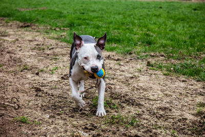 Portrait of dog running on field