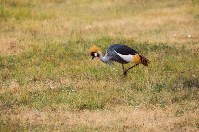 Close-up of grey-crowned crane on grassy field