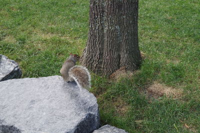 Squirrel on tree trunk