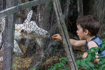 Side view of cute boy feeding goat through fence