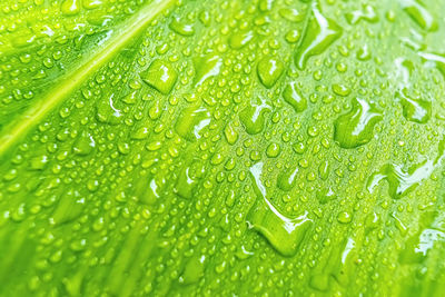 Macro closeup of beautiful fresh green leaf with drop of water nature background.